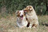 BERGER AUSTRALIEN - ADULT & PUPPY 029